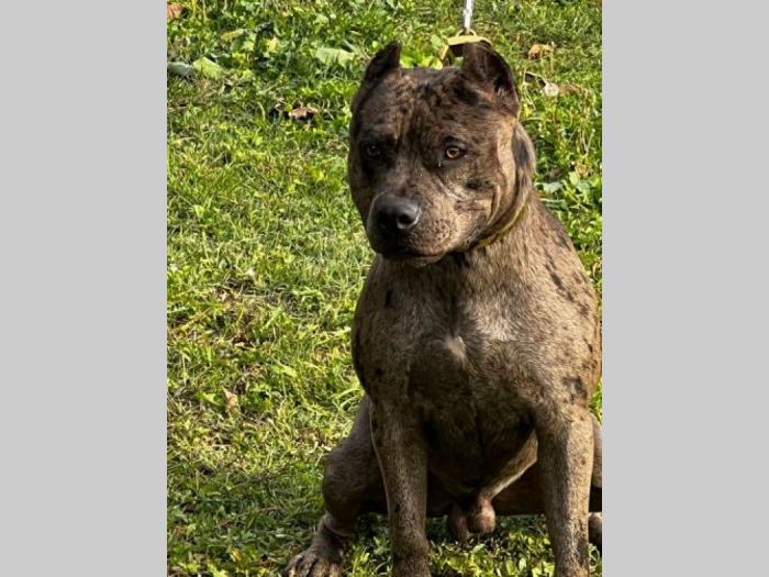 američki pitbul terijer parenje besplatni mali oglasi