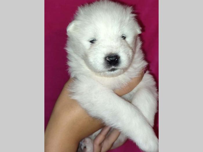 samojed štenci besplatni mali oglasi