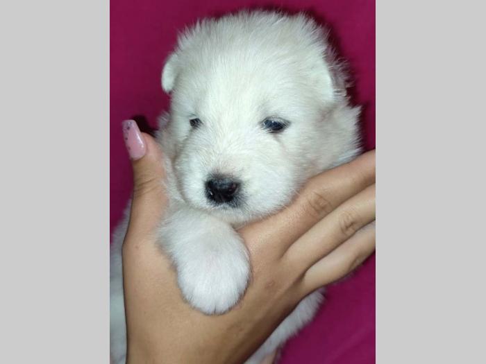 samojed štenci besplatni mali oglasi