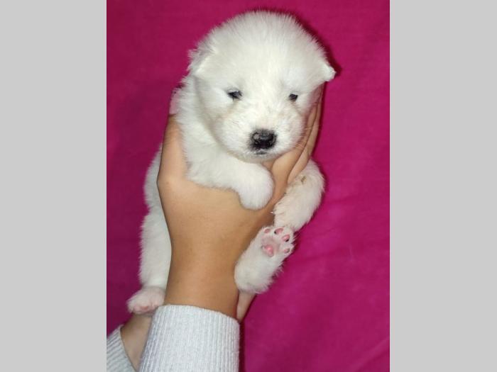 samojed štenci besplatni mali oglasi