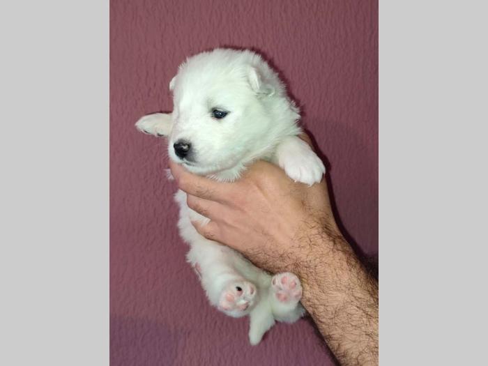 samojed štenci besplatni mali oglasi