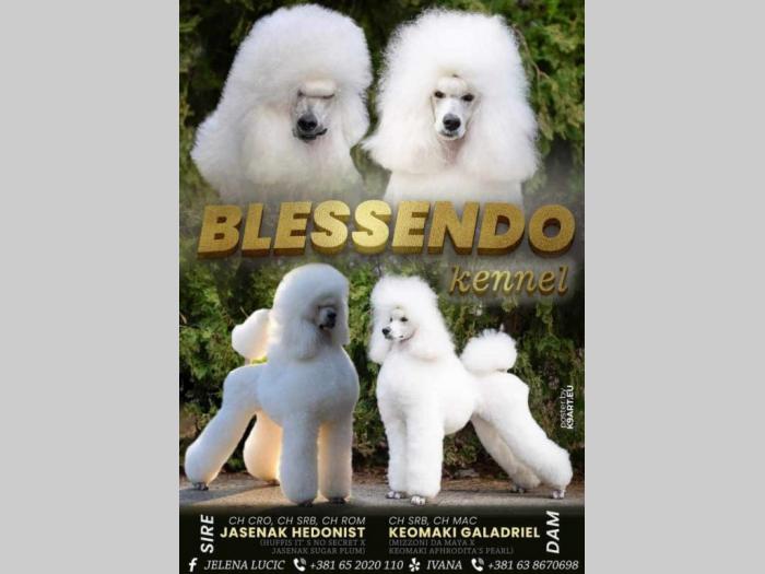 pudle štenci besplatni mali oglasi