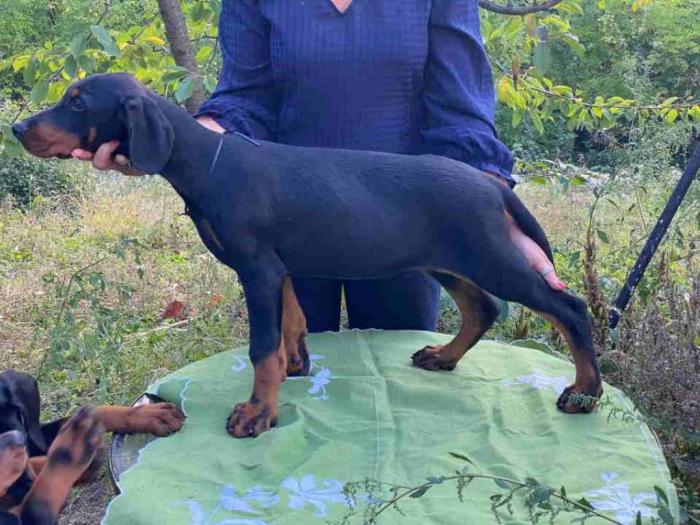 dobermani štenci besplatni mali oglasi
