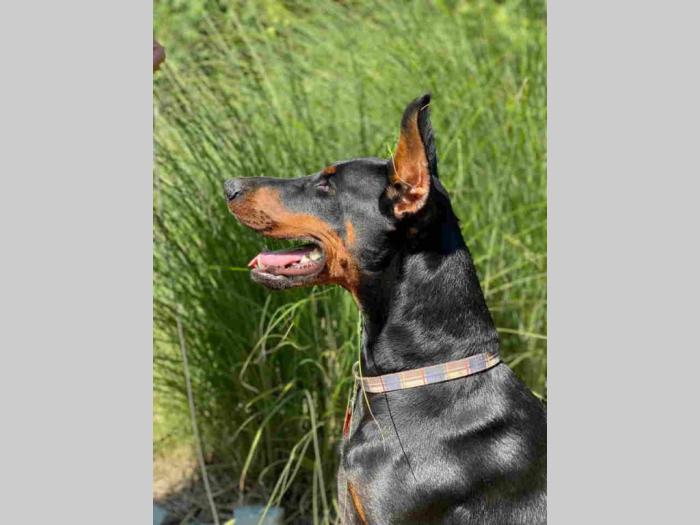 dobermani štenci besplatni mali oglasi