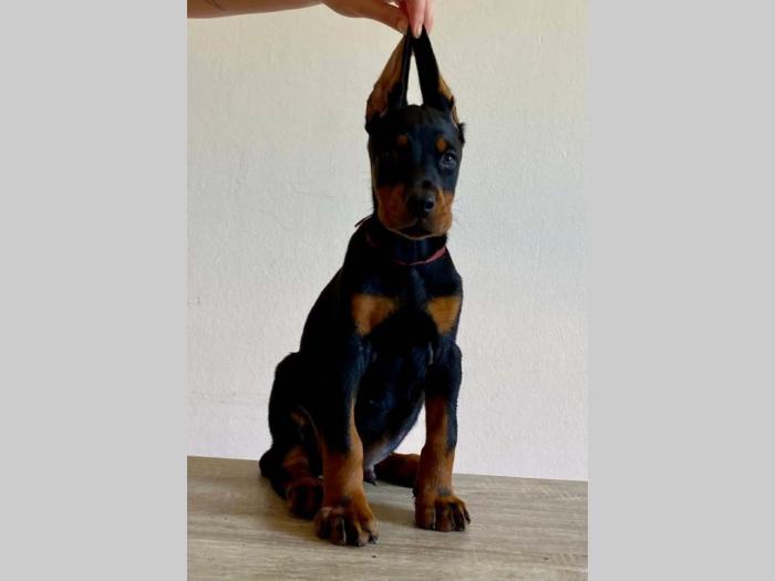 dobermani štenci besplatni mali oglasi