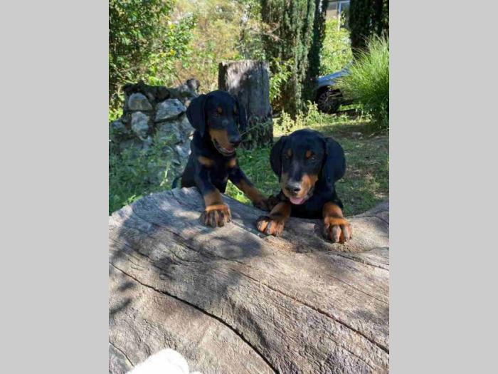 dobermani štenci besplatni mali oglasi