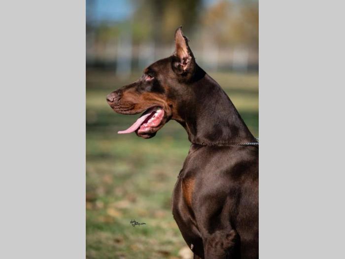 dobermani štenci besplatni mali oglasi