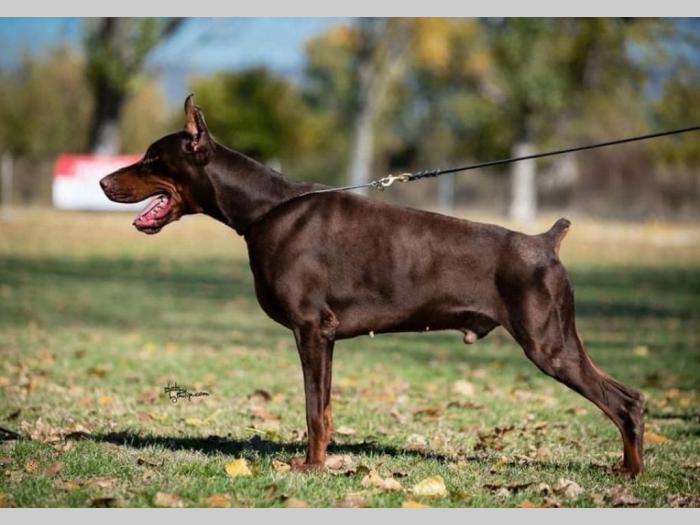 dobermani štenci besplatni mali oglasi