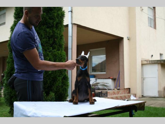 doberman štenci besplatni mali oglasi