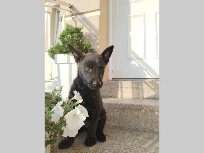 holandski ovčar štenci besplatni mali oglasi