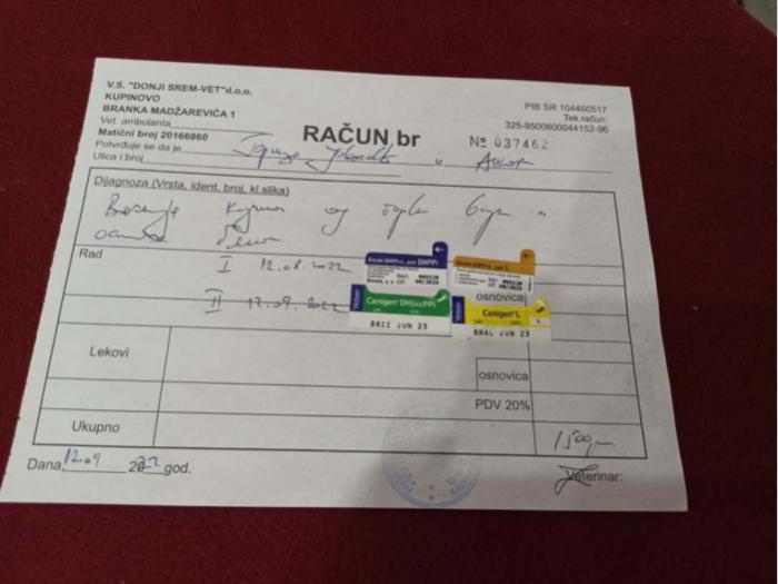 kovrdžavi bišon štenci besplatni mali oglasi