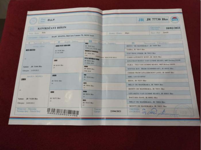 kovrdžavi bišon štenci besplatni mali oglasi
