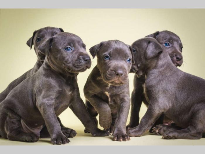 pit bull štenci besplatni mali oglasi