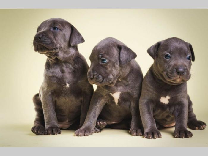 pit bull štenci besplatni mali oglasi