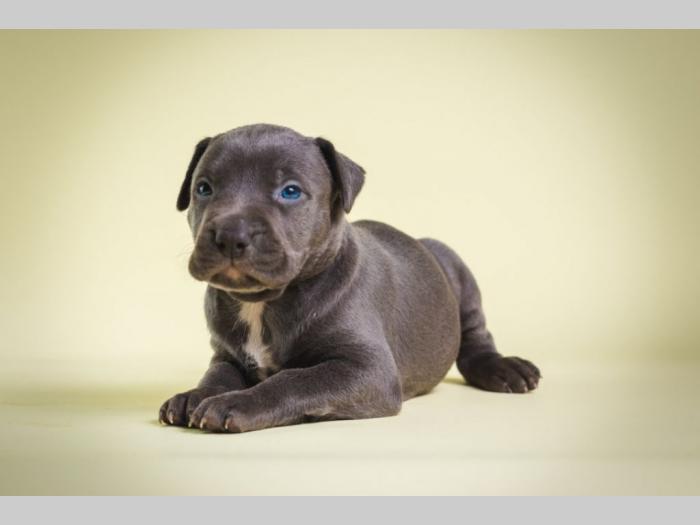 pit bull štenci besplatni mali oglasi