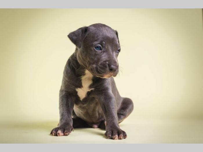 pit bull štenci besplatni mali oglasi