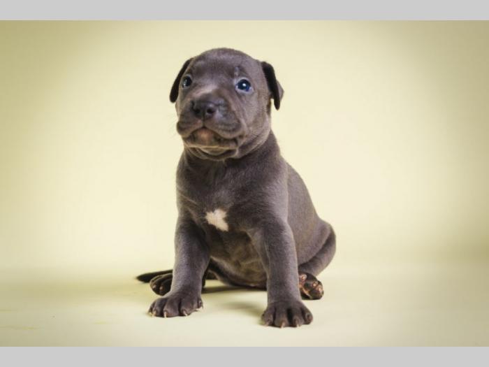 pit bull štenci besplatni mali oglasi