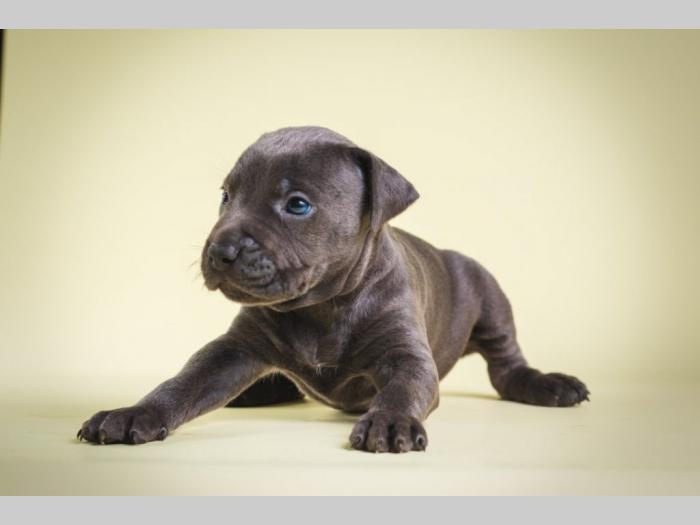 pit bull štenci besplatni mali oglasi