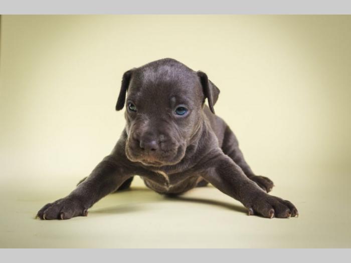 pit bull štenci besplatni mali oglasi