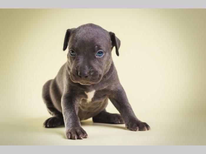 pit bull štenci besplatni mali oglasi