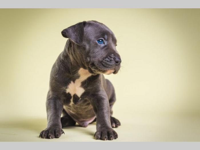 pit bull štenci besplatni mali oglasi
