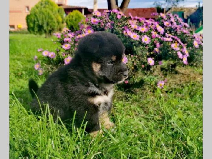 shiba inu štenci besplatni mali oglasi