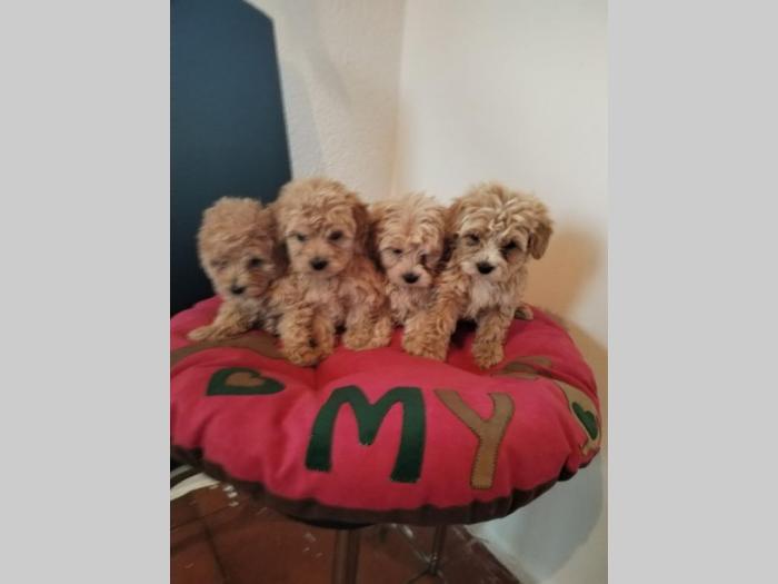 maltipu štenci besplatni mali oglasi