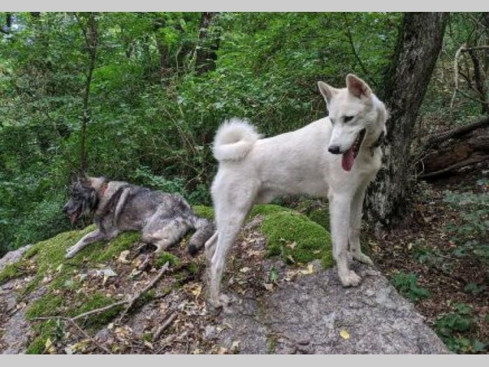 zapadno sibirska lajka besplatni mali oglasi