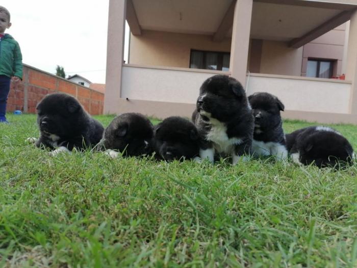američka akita štenci besplatni mali oglasi