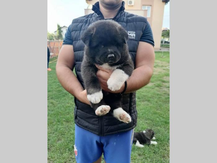 američka akita štenci besplatni mali oglasi