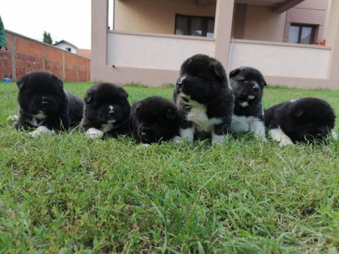 američka akita štenci besplatni mali oglasi