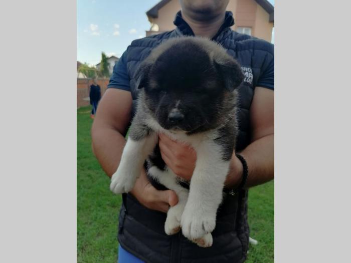 američka akita štenci besplatni mali oglasi