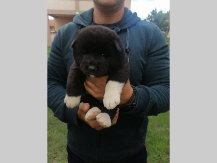 američka akita štenci besplatni mali oglasi
