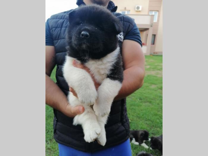 američka akita štenci besplatni mali oglasi