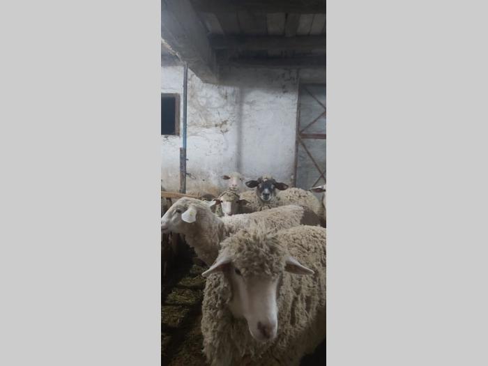 ovce i seno na prodaju besplatni mali oglasi