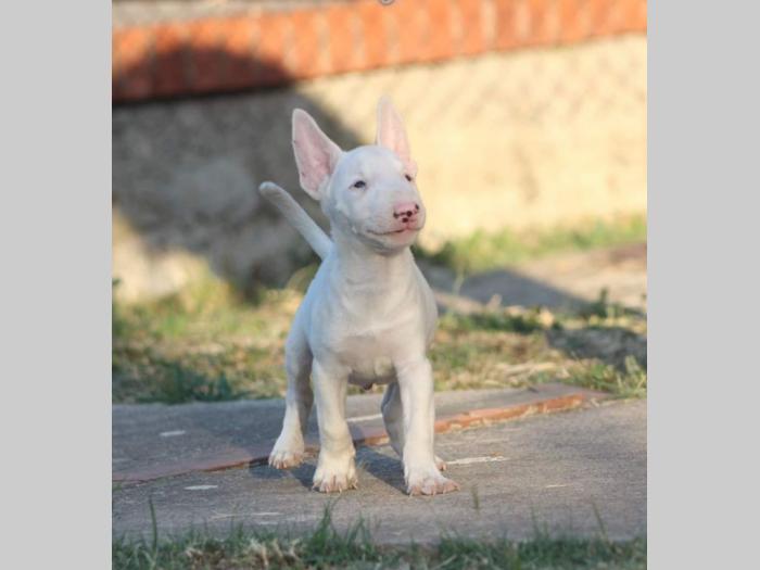 mini bul terijer štenci besplatni mali oglasi
