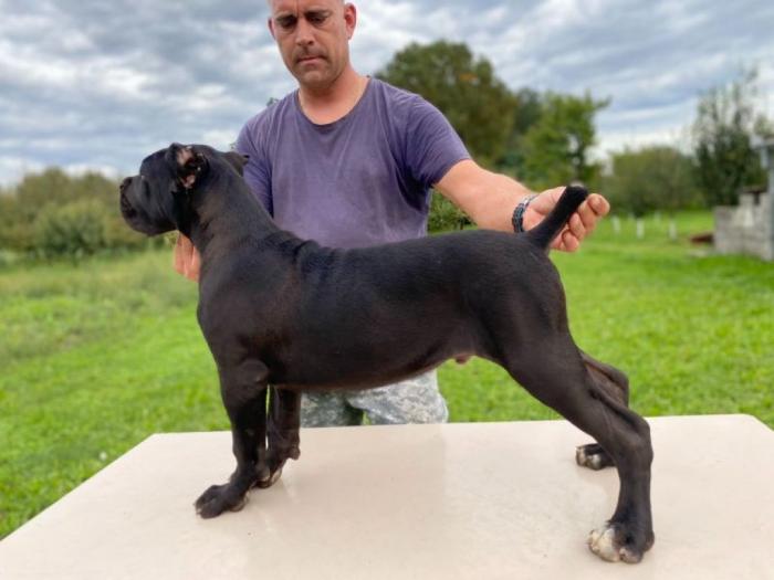 kane korso štenci besplatni mali oglasi