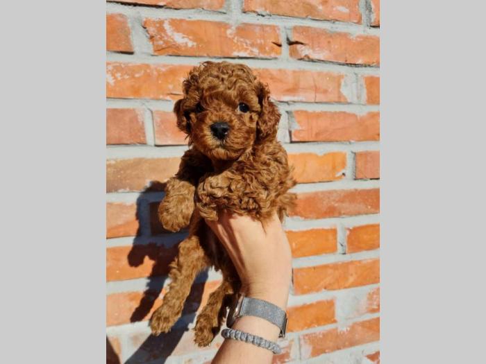 prelepi štenci toy pudle besplatni mali oglasi