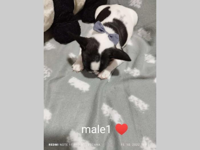 prelepi štenci besplatni mali oglasi