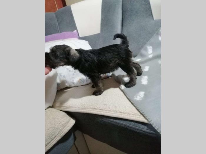 šnaucer na prodaju besplatni mali oglasi