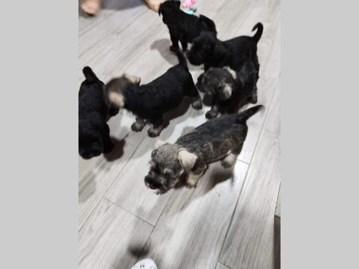 šnaucer na prodaju besplatni mali oglasi