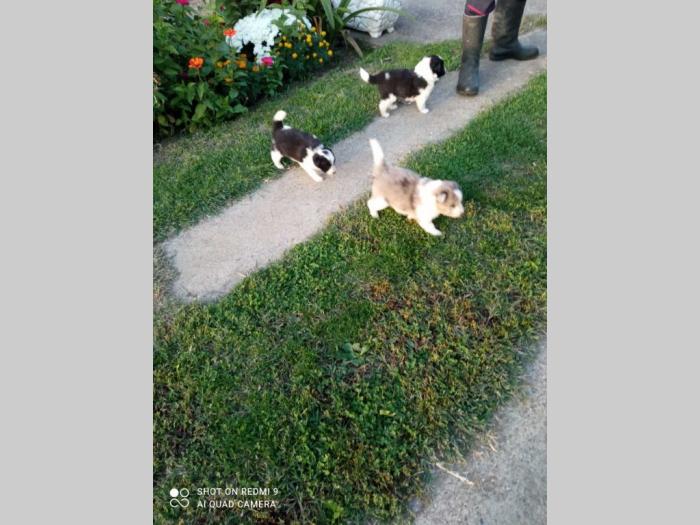 borer koli štenci besplatni mali oglasi