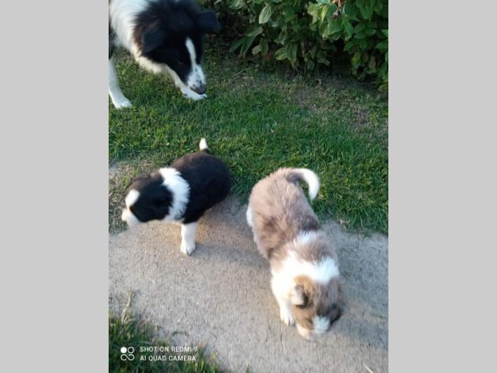 borer koli štenci besplatni mali oglasi