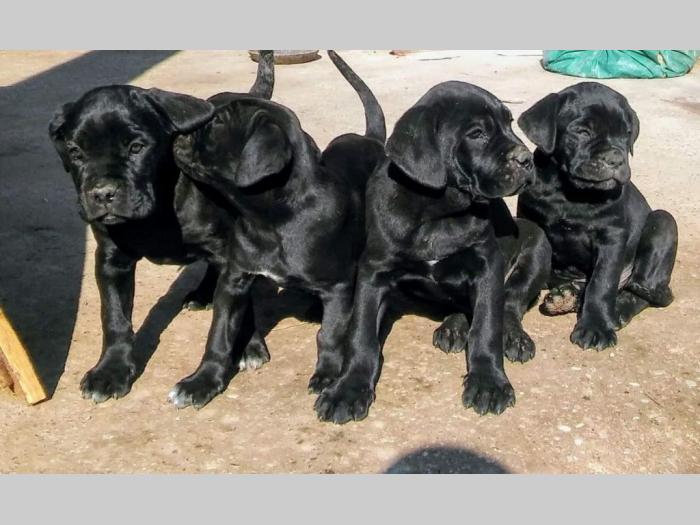 cane corso štenci besplatni mali oglasi