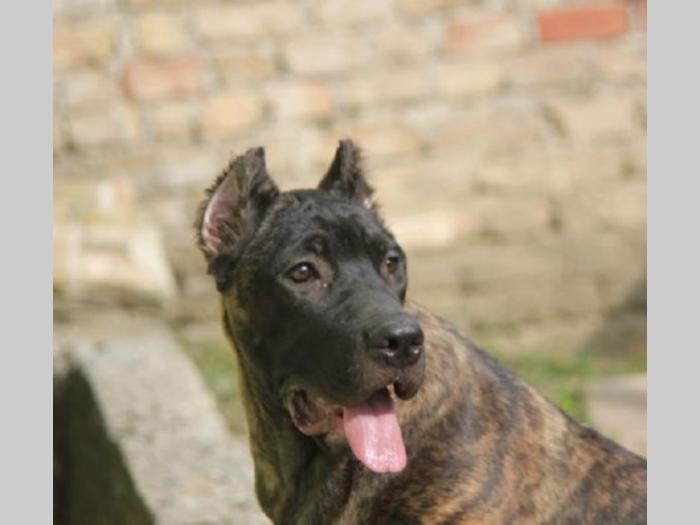 cane corso štenci besplatni mali oglasi