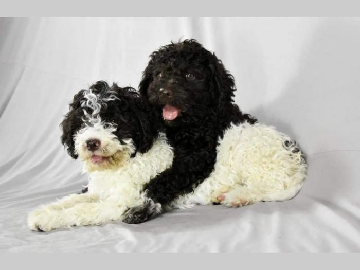 lagotto romagnolo štenci besplatni mali oglasi