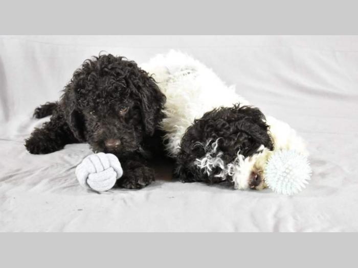 lagotto romagnolo štenci besplatni mali oglasi
