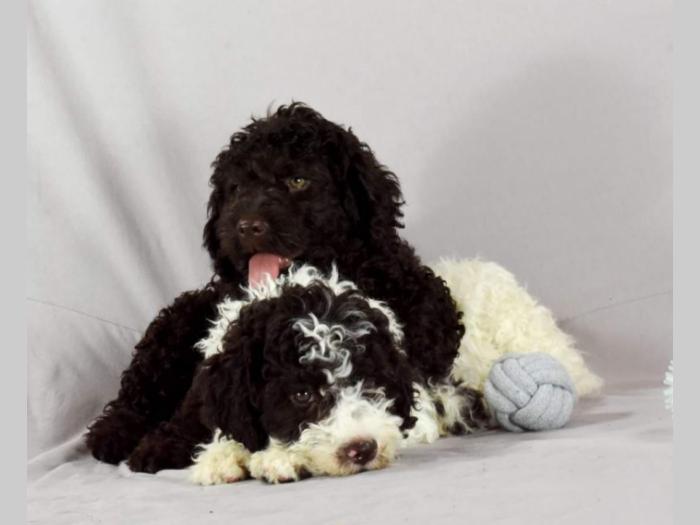 lagotto romagnolo štenci besplatni mali oglasi