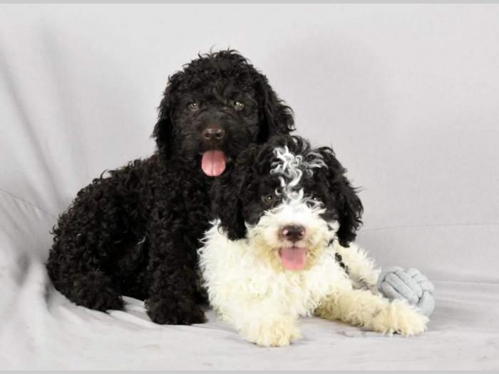lagotto romagnolo štenci besplatni mali oglasi