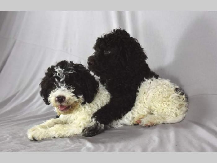 lagotto romagnolo štenci besplatni mali oglasi
